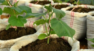 Jak zasadit a pěstovat pytlované okurky krok za krokem